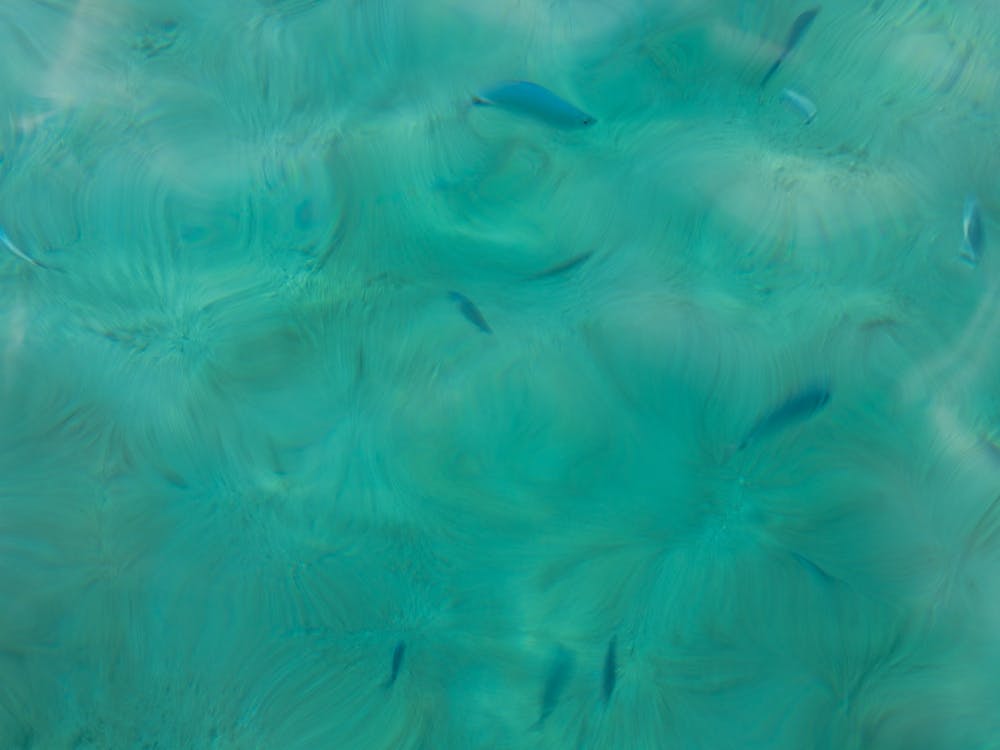 Blue Fishes in the ocean