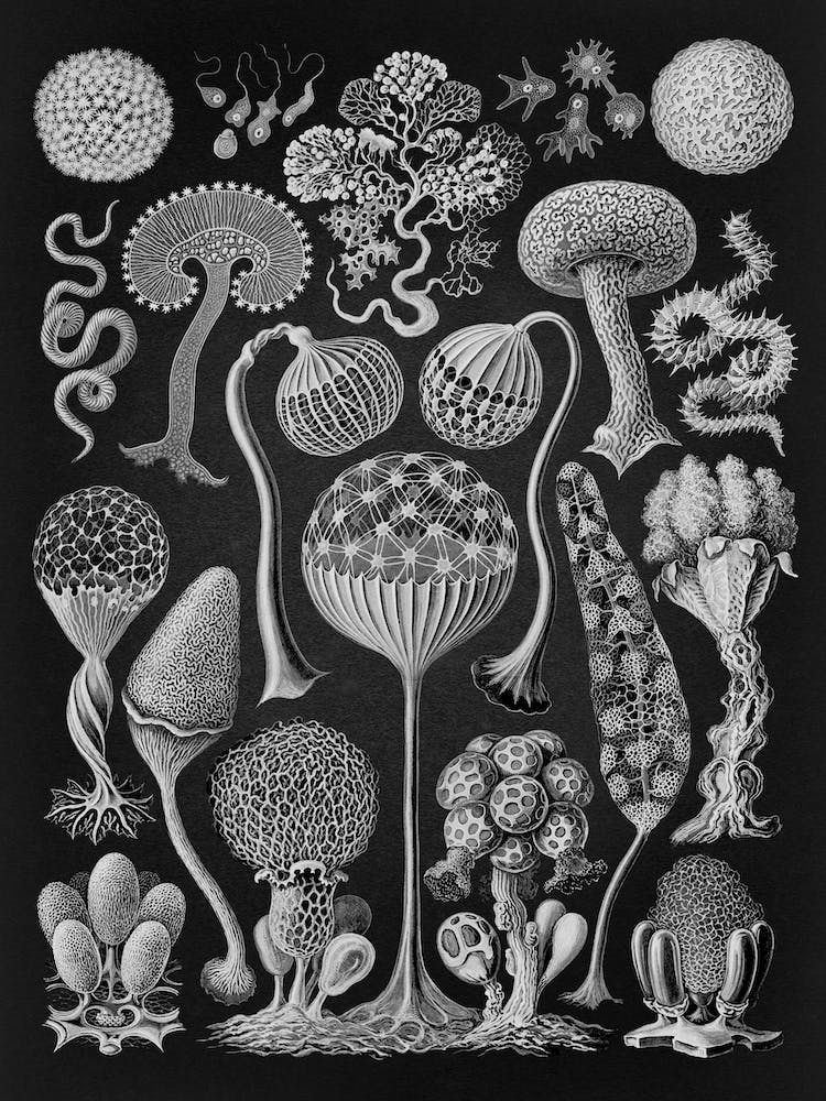 Vintage Haeckel 14 Tafel 93 Pilztiere