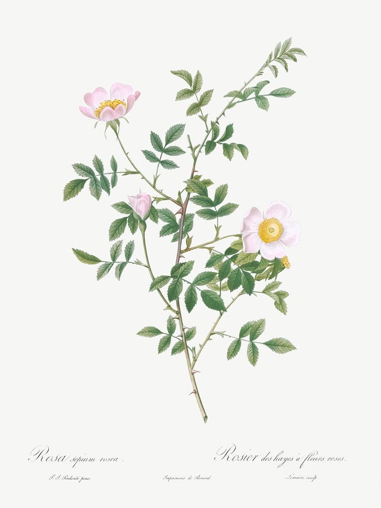 Pink Hedge Rose, Pierre Joseph Redoute