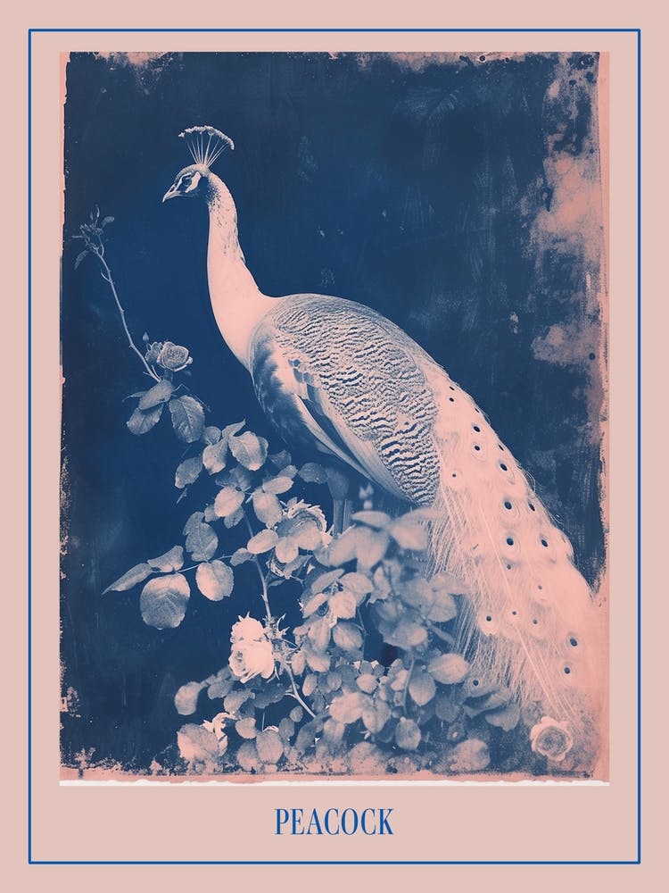 Blue & Pink Peacock Portrait 2 Poster