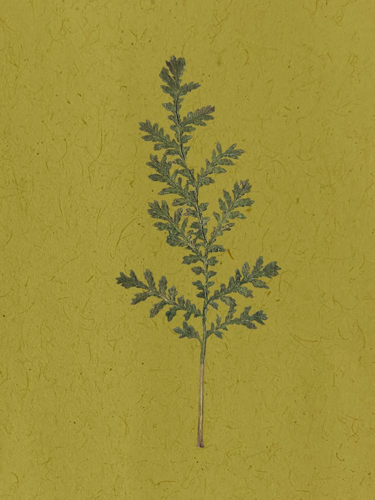 Lily Of The Valley 2