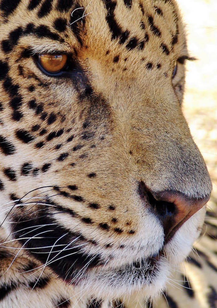 Jaguar-Gesicht