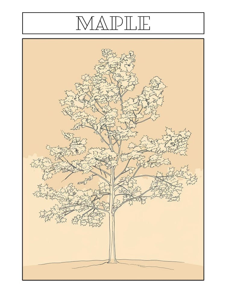 Maple Tree Minimalistic Drawing 3 Poster