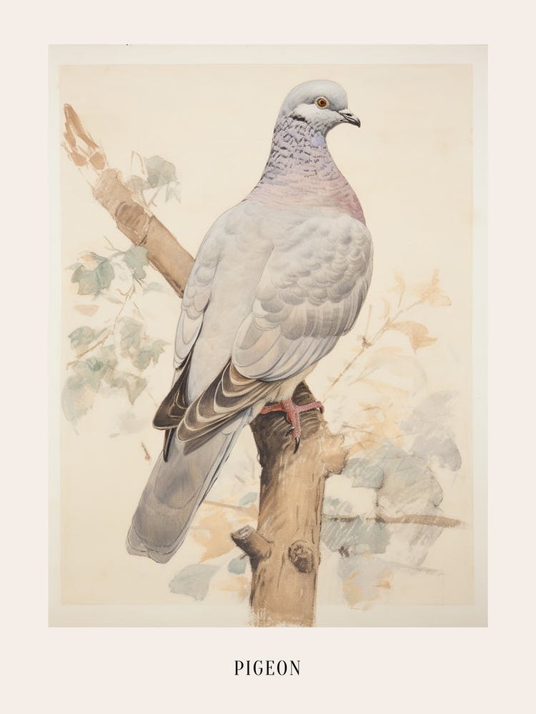 Vintage Bird Drawing Pigeon 1 Poster