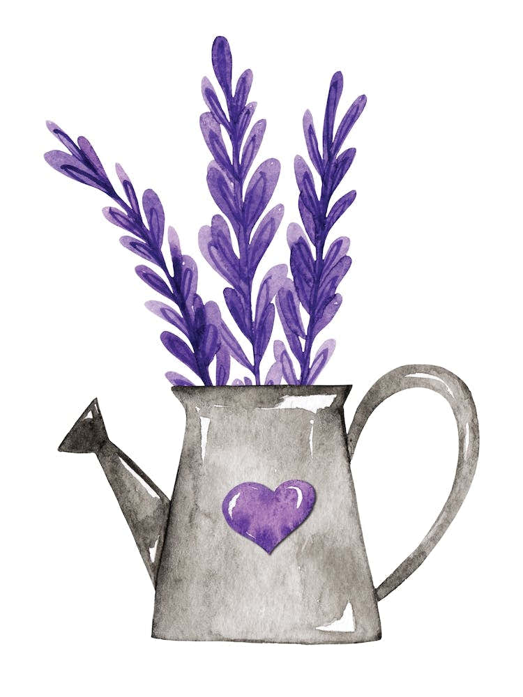 Watercolor provence Lavender Watering Can