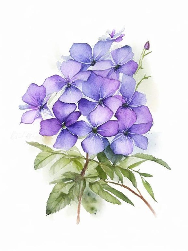 Woodland Phlox Wildflower Watercolour