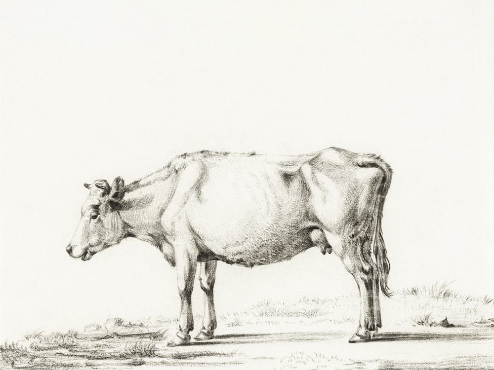 Standing Cow 5, Jean Bernard