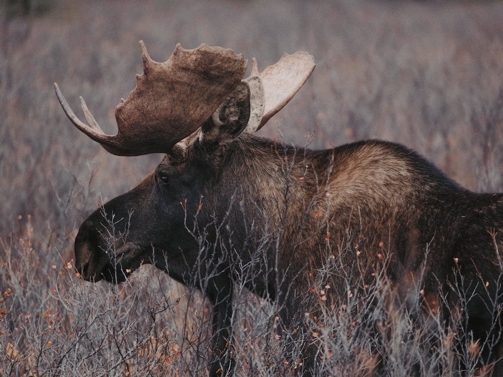 Wilderness Bull Moose