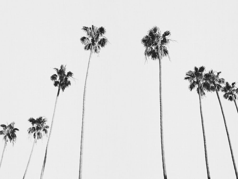 Black & White Palms