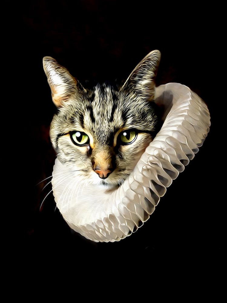 Melancholic Melano The Cat Pet Portraits