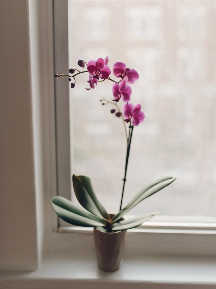 Orchid