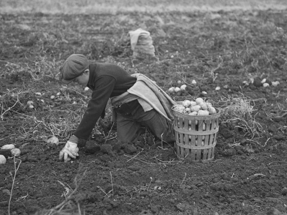 Untitled Photo, Possibly Related To Potato Worker Near East Grand Forks, Minnesota By Russell Lee