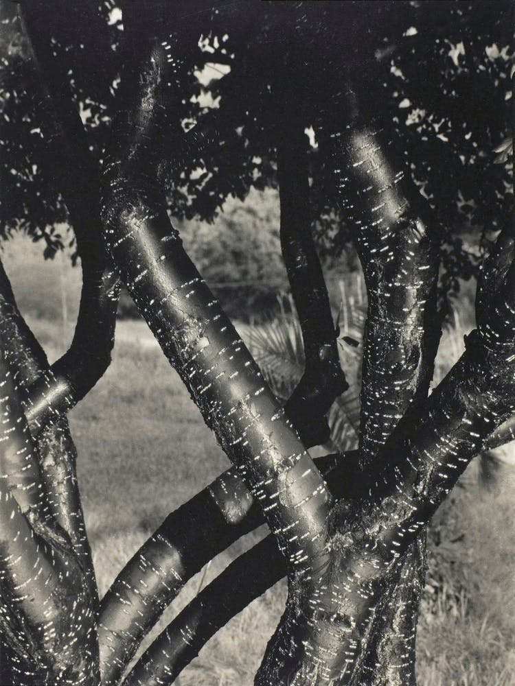 The Dancing Trees (1922), Alfred Stieglitz