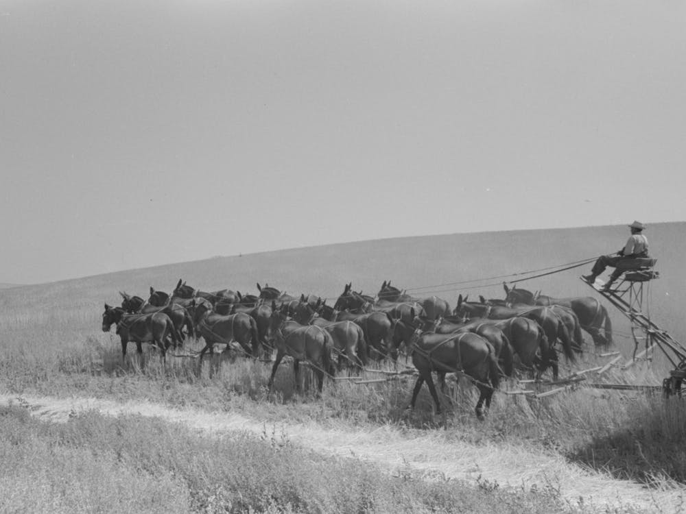 Walla Walla County, Washington, Farmer And The Mule Which Pull The Combine Through The Wheat Field By Russell Lee