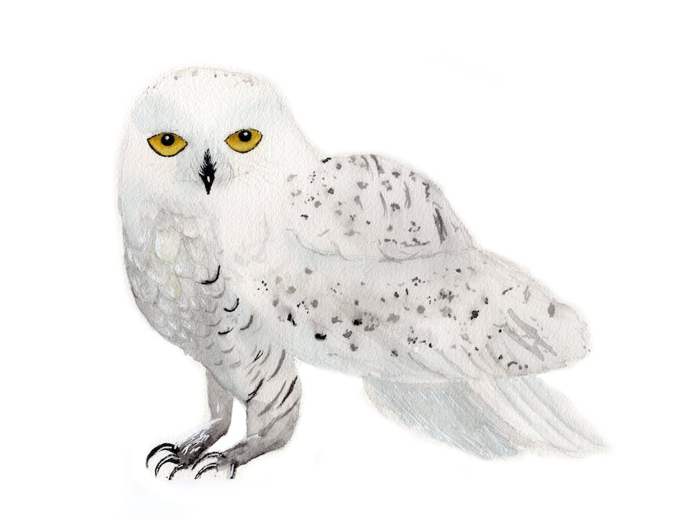 Snowy Owl