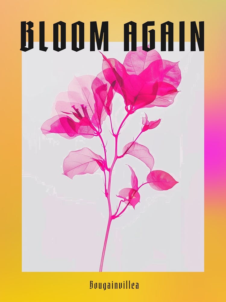 Hot Pink Bougainvillea 2 Poster