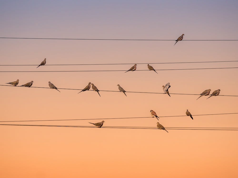 Music Of Light