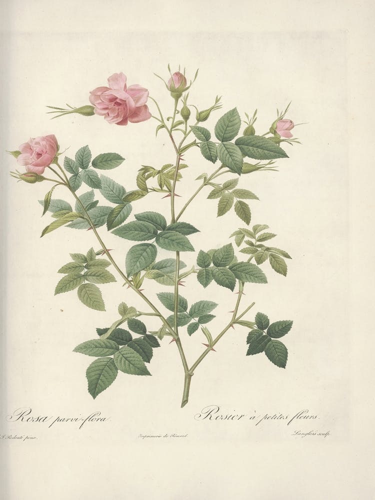 Rose Illustration, Pierre Joseph Redoute (79)
