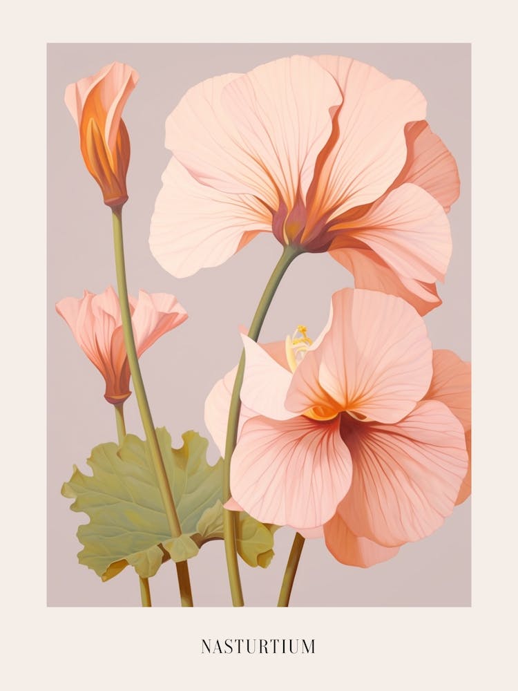 Blumenillustration Kapuzinerkresse 3 Poster