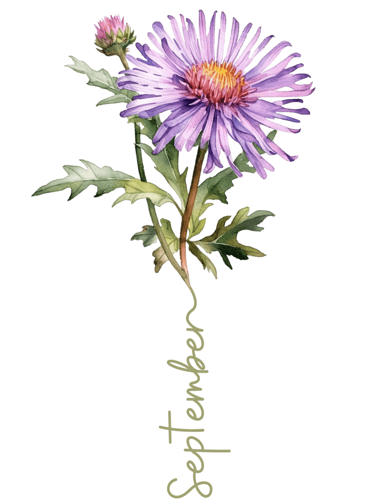 September Birth Flower Birth Month Botanical