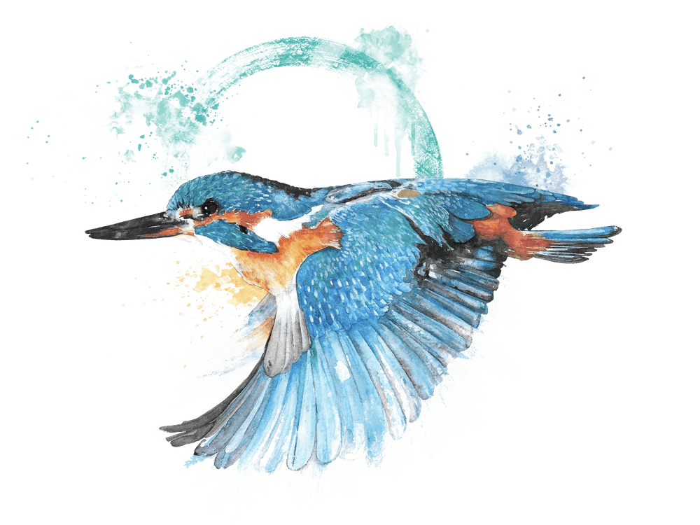 Kingfisher in flight