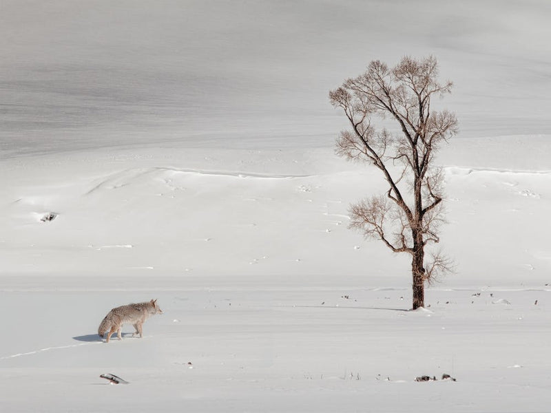 Traveling Coyote