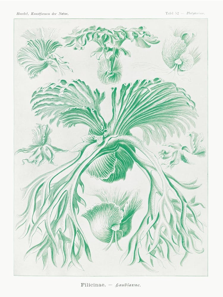 Filicinae–Laubfarne, Ernst Haeckel