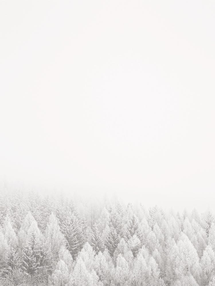 Winter Forest Scenery