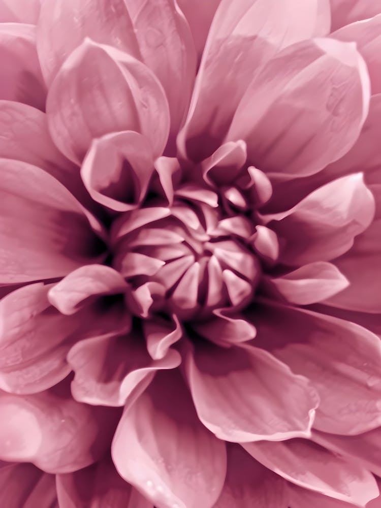 Dahlia
