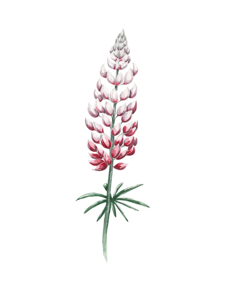 Red And Radiant Watercolor Lupine Art