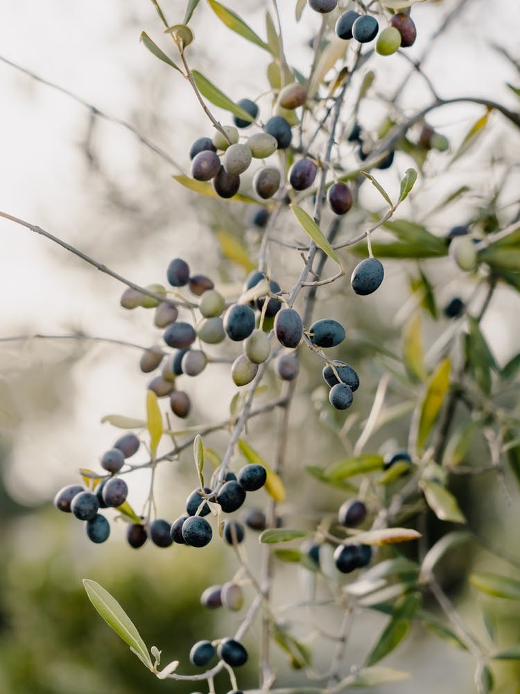 Oliven an einem Baum in Puglia, Italy | Reisefotografie