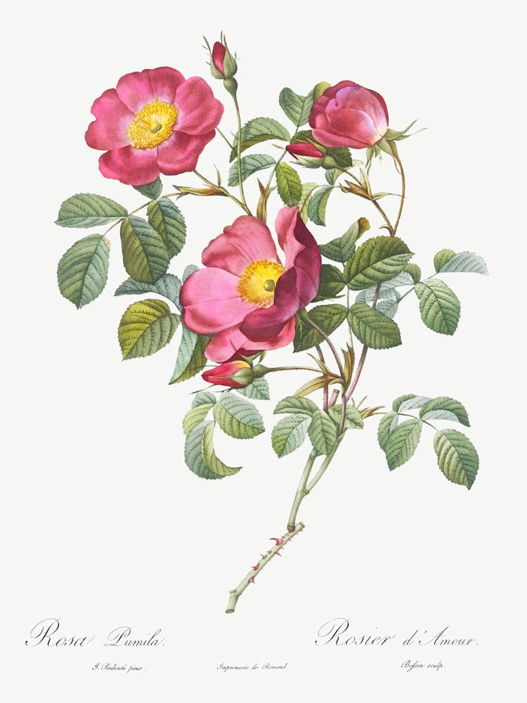 Rose Of Love, Pierre Joseph Redoute