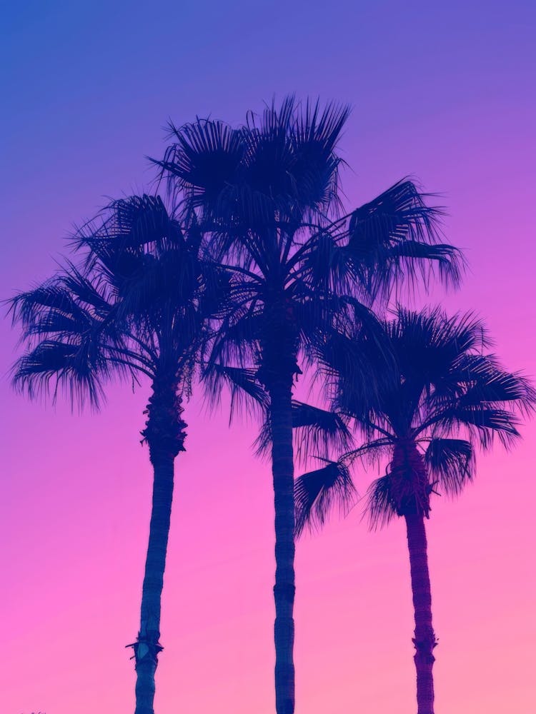 Sunset Palm Trees 3