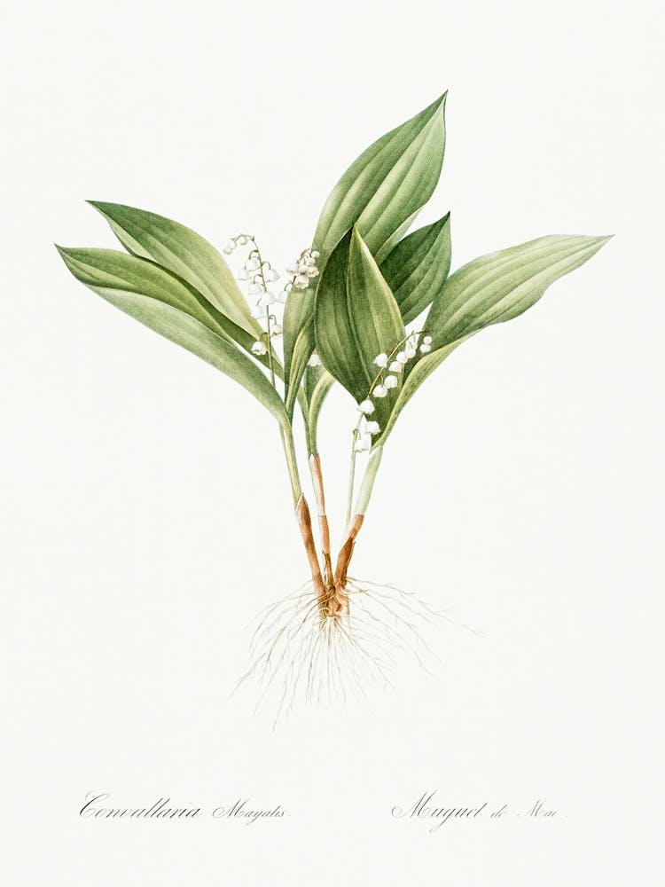Lily Of The Valley Illustration From Les Liliacées (1805), Pierre Joseph Redoute
