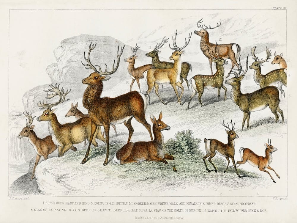 Collection Of Various Deers, Oliver Goldsmith
