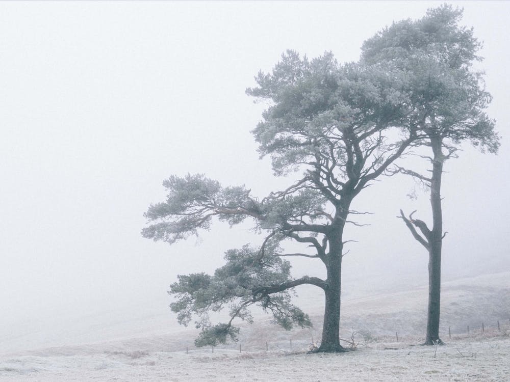 Two Trees In The Fog