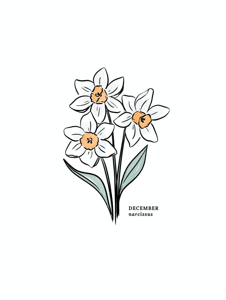 December Narcissus Birth Flower 1