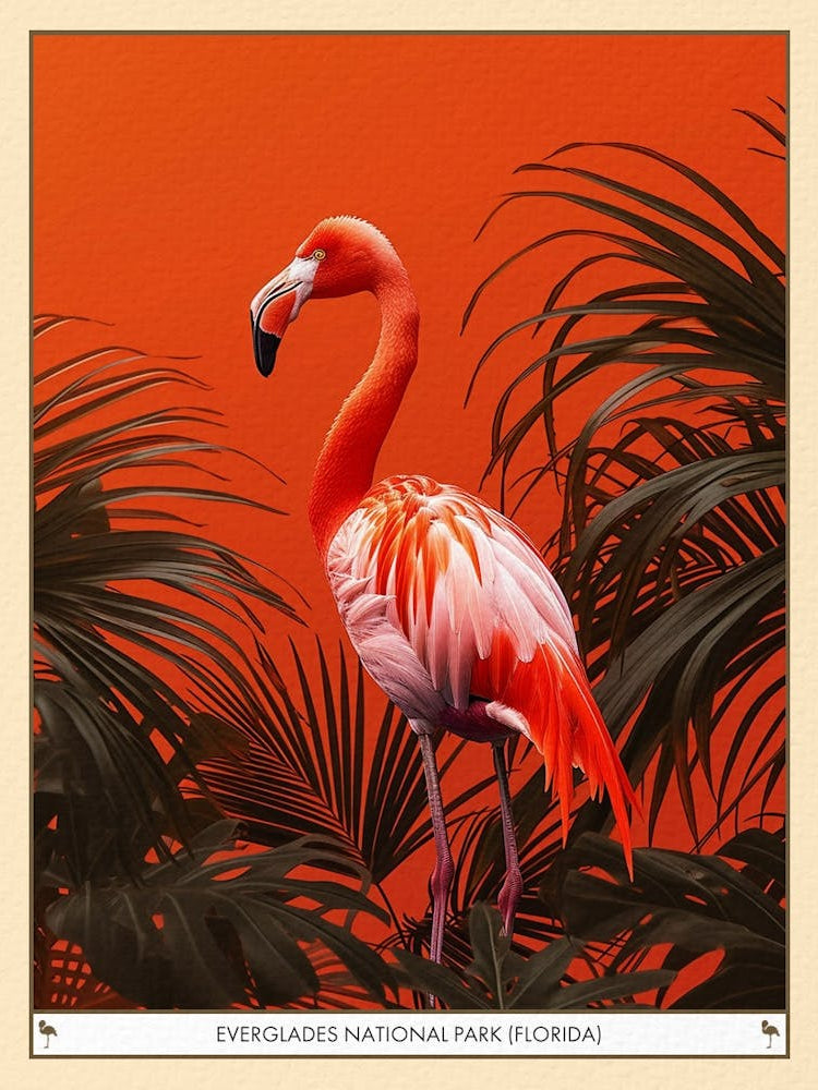 Greater Flamingo Everglades National Park Florida Tropical Illustration 3 Poster