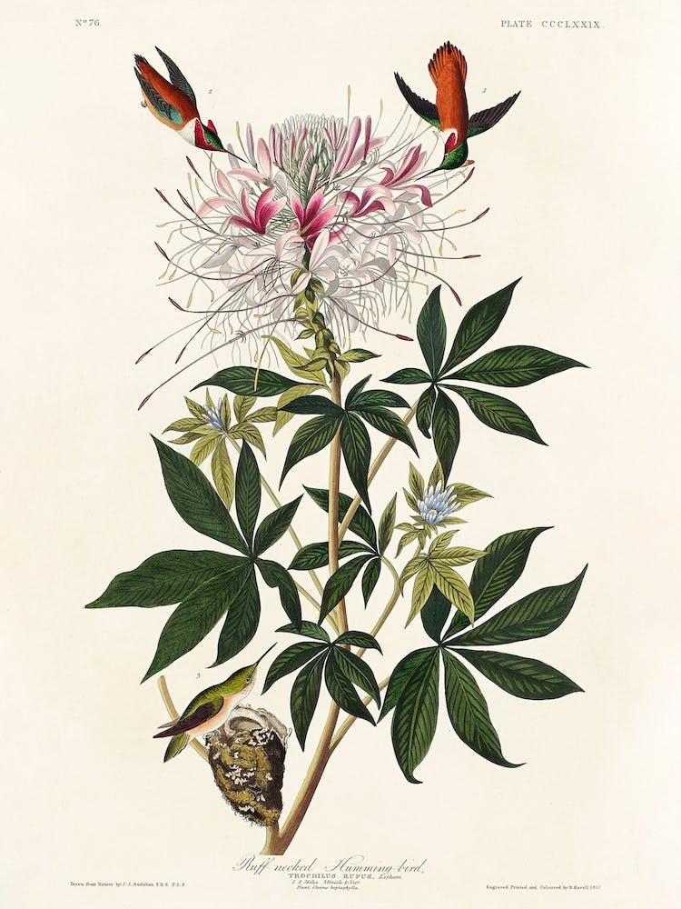 Ruff Necked, Birds Of America, John James Audubon