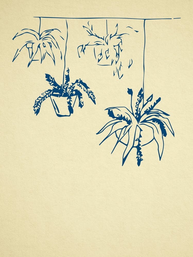 Four Hanging Plants