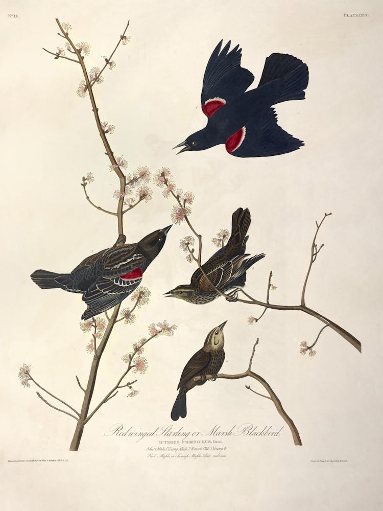 Redwinged Starling, John James Audubon