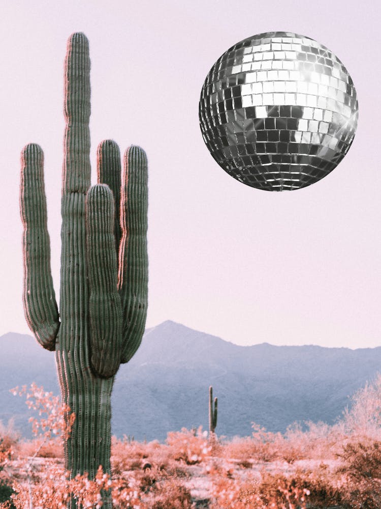 Desert Disco