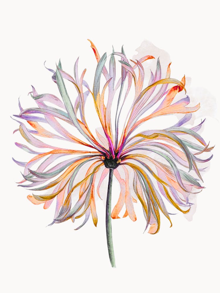 Chrysanthemum 1