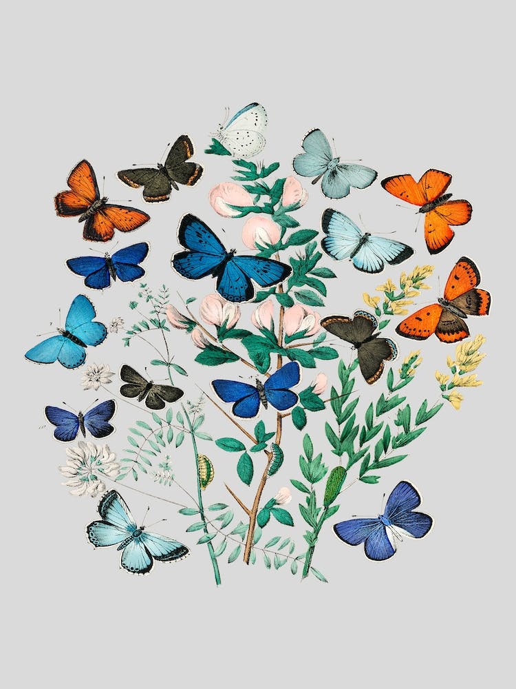 Vintage Flowers Butterfly Floral Illustration Light Grey