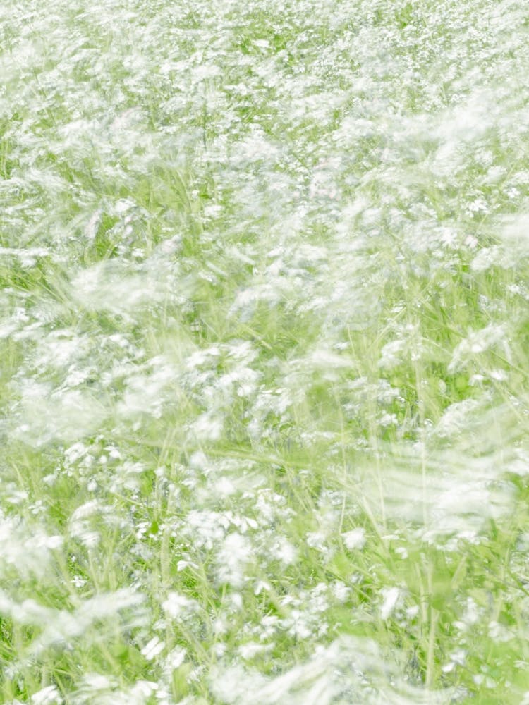 Long exposure movement - white flowers in a green spring field in motion - summer nature and travel photography by Christa Stroo Photography