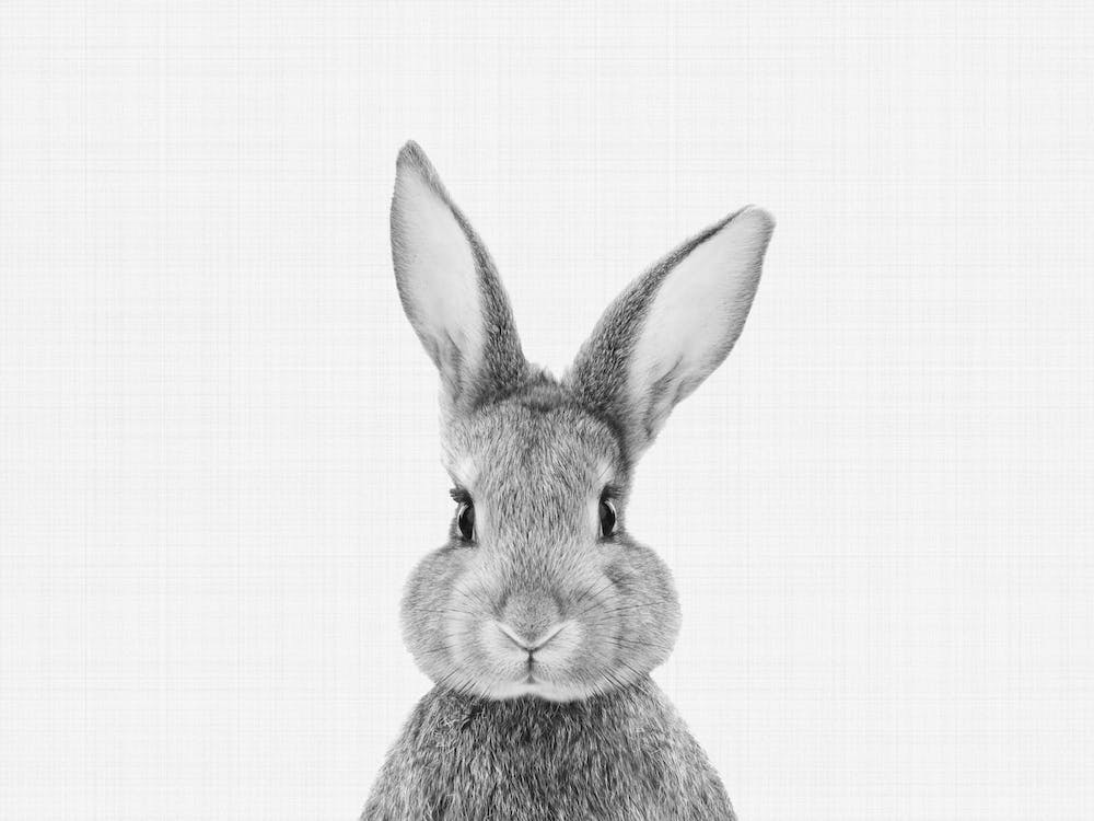 Rabbit BW I