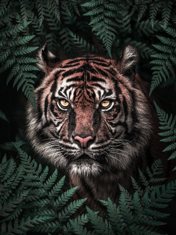 Tiger In The Forest
