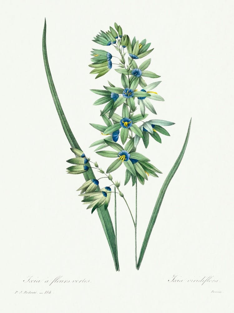 African Corn Lily, Pierre Joseph Redoute