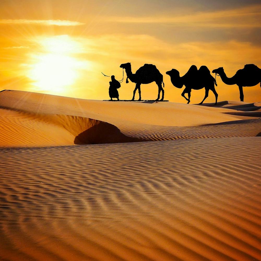 Camels In The Desert