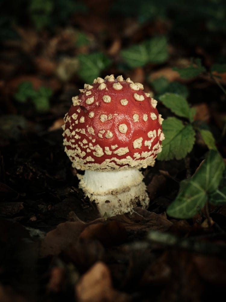 Red Mushroom // Nature Photography